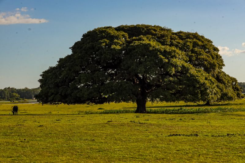  <div class='credito_fotos'>Foto: Bruno Cecim / Ag.Pará &nbsp;&nbsp;|&nbsp;&nbsp; <a href='/midias/2024/originais/20459_190195a4-8c90-e90d-3200-e211e07b0e24.jpg' download><i class='fa-solid fa-download'></i> Download</a></div>