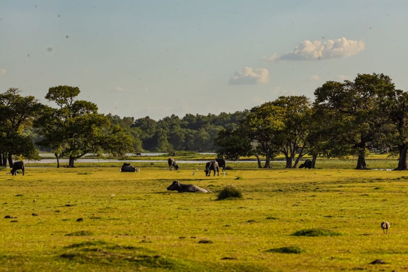  <div class='credito_fotos'>Foto: Bruno Cecim / Ag.Pará &nbsp;&nbsp;|&nbsp;&nbsp; <a href='/midias/2024/originais/20459_6467f2db-9686-b6a8-dde1-2b3eb5a95d53.jpg' download><i class='fa-solid fa-download'></i> Download</a></div>