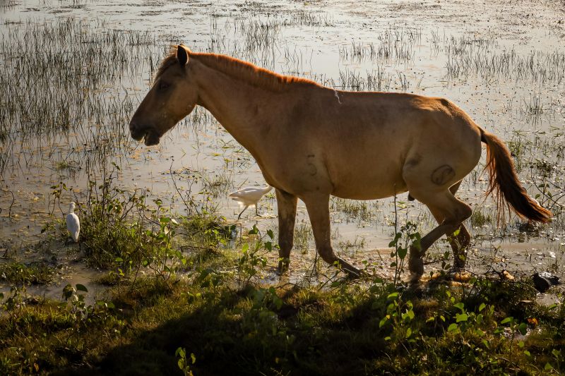 <div class='credito_fotos'>Foto: Bruno Cecim / Ag.Pará &nbsp;&nbsp;|&nbsp;&nbsp; <a href='/midias/2024/originais/20459_7deafd0d-7cec-82b0-2f2c-4d02f29655e4.jpg' download><i class='fa-solid fa-download'></i> Download</a></div>