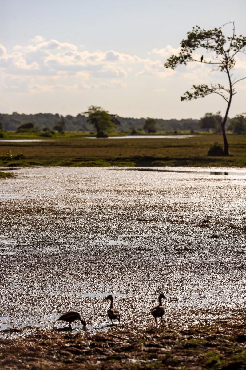  <div class='credito_fotos'>Foto: Bruno Cecim / Ag.Pará &nbsp;&nbsp;|&nbsp;&nbsp; <a href='/midias/2024/originais/20459_db075054-220e-63b6-a9d4-4babccf77149.jpg' download><i class='fa-solid fa-download'></i> Download</a></div>
