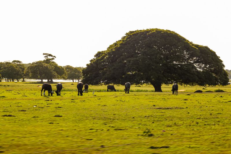  <div class='credito_fotos'>Foto: Bruno Cecim / Ag.Pará &nbsp;&nbsp;|&nbsp;&nbsp; <a href='/midias/2024/originais/20459_e409c744-cf21-4cde-ec09-a230d684a6c6.jpg' download><i class='fa-solid fa-download'></i> Download</a></div>