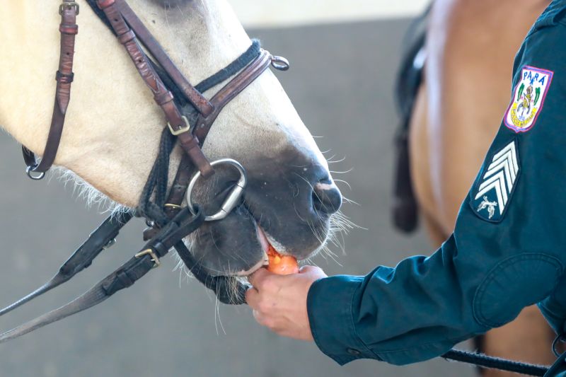  <div class='credito_fotos'>Foto: Bruno Cruz / Ag. Pará &nbsp;&nbsp;|&nbsp;&nbsp; <a href='/midias/2024/originais/20608_209ed622-76ba-f78a-265d-f09c538c48f3.jpg' download><i class='fa-solid fa-download'></i> Download</a></div>
