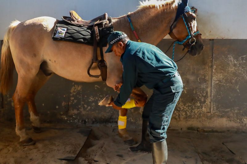 <div class='credito_fotos'>Foto: Bruno Cruz / Ag. Pará &nbsp;&nbsp;|&nbsp;&nbsp; <a href='/midias/2024/originais/20608_2345b376-1ee2-a31a-3d18-ca5bc9c94c90.jpg' download><i class='fa-solid fa-download'></i> Download</a></div>