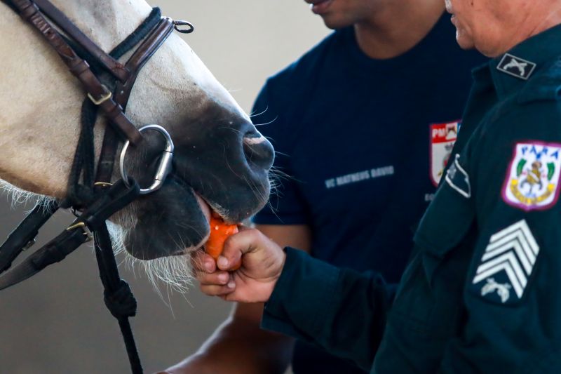  <div class='credito_fotos'>Foto: Bruno Cruz / Ag. Pará &nbsp;&nbsp;|&nbsp;&nbsp; <a href='/midias/2024/originais/20608_432fdb5e-f958-6198-8fe6-164f37041829.jpg' download><i class='fa-solid fa-download'></i> Download</a></div>