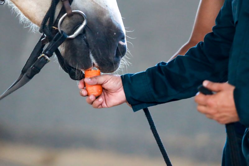  <div class='credito_fotos'>Foto: Bruno Cruz / Ag. Pará &nbsp;&nbsp;|&nbsp;&nbsp; <a href='/midias/2024/originais/20608_d0ccfaa6-6956-cf1e-b5d8-c238402133b8.jpg' download><i class='fa-solid fa-download'></i> Download</a></div>