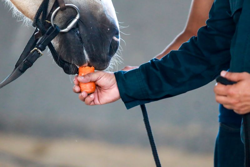  <div class='credito_fotos'>Foto: Bruno Cruz / Ag. Pará &nbsp;&nbsp;|&nbsp;&nbsp; <a href='/midias/2024/originais/20608_dd0bc88e-a6c8-9df4-f3b0-0ea88d359f0f.jpg' download><i class='fa-solid fa-download'></i> Download</a></div>