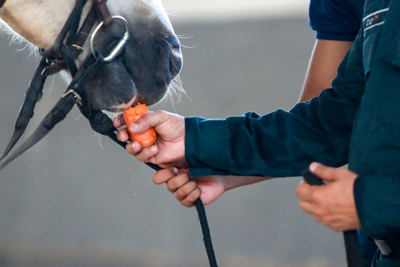  <div class='credito_fotos'>Foto: Bruno Cruz / Ag. Pará &nbsp;&nbsp;|&nbsp;&nbsp; <a href='/midias/2024/originais/20608_ffaa0258-f051-4d23-a584-a6e46e073b16.jpg' download><i class='fa-solid fa-download'></i> Download</a></div>
