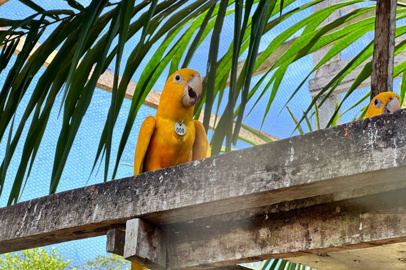  <div class='credito_fotos'>Foto: Vinícius Leal / Ascom Ideflor-Bio &nbsp;&nbsp;|&nbsp;&nbsp; <a href='/midias/2024/originais/20615_17d90344-a971-7e4c-02b6-22ff22bfd0af.jpg' download><i class='fa-solid fa-download'></i> Download</a></div>