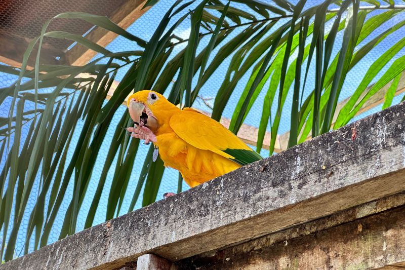  <div class='credito_fotos'>Foto: Vinícius Leal / Ascom Ideflor-Bio &nbsp;&nbsp;|&nbsp;&nbsp; <a href='/midias/2024/originais/20615_63bf2440-1236-1fa3-bb77-bf4f5595b3af.jpg' download><i class='fa-solid fa-download'></i> Download</a></div>