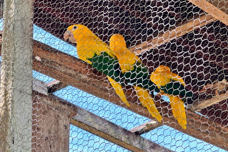  <div class='credito_fotos'>Foto: Vinícius Leal / Ascom Ideflor-Bio &nbsp;&nbsp;|&nbsp;&nbsp; <a href='/midias/2024/originais/20615_65354b2b-def9-c473-8572-31802851d3bb.jpg' download><i class='fa-solid fa-download'></i> Download</a></div>