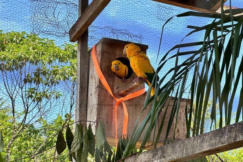  <div class='credito_fotos'>Foto: Vinícius Leal / Ascom Ideflor-Bio &nbsp;&nbsp;|&nbsp;&nbsp; <a href='/midias/2024/originais/20615_75ff972f-1660-f087-27b2-b5d0b60b5e5d.jpg' download><i class='fa-solid fa-download'></i> Download</a></div>