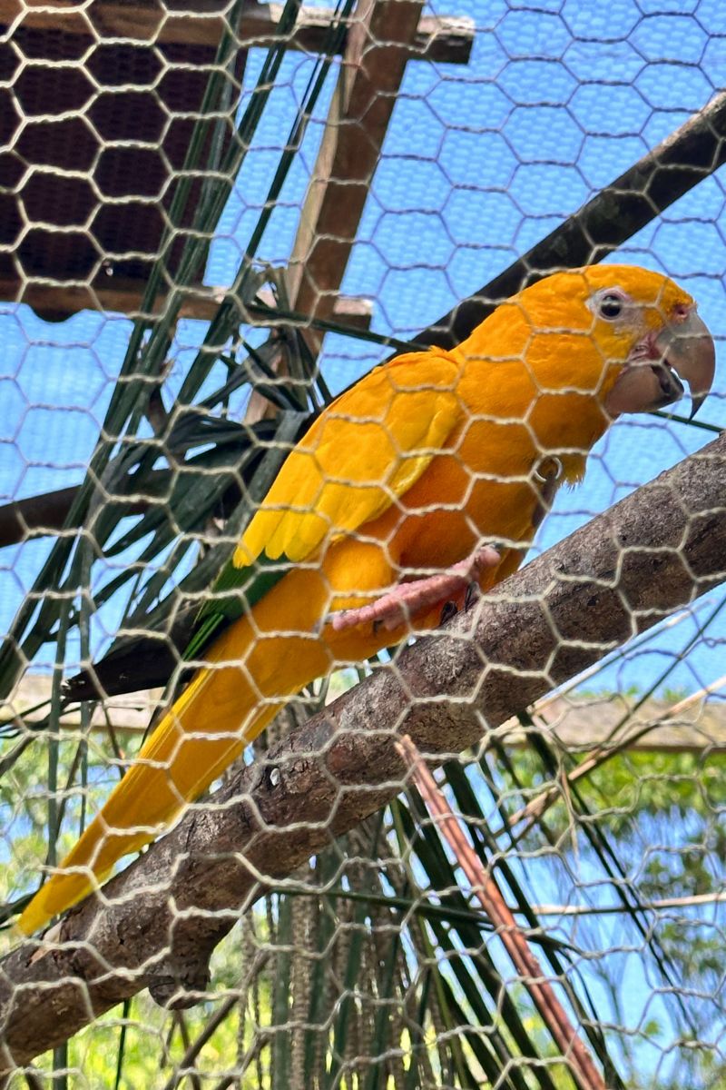  <div class='credito_fotos'>Foto: Vinícius Leal / Ascom Ideflor-Bio &nbsp;&nbsp;|&nbsp;&nbsp; <a href='/midias/2024/originais/20615_8e64bd8d-b244-b0d5-e9da-a9bdc424a910.jpg' download><i class='fa-solid fa-download'></i> Download</a></div>