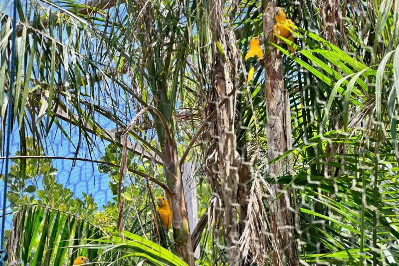  <div class='credito_fotos'>Foto: Vinícius Leal / Ascom Ideflor-Bio &nbsp;&nbsp;|&nbsp;&nbsp; <a href='/midias/2024/originais/20615_90085c38-afdf-0b1b-8c33-abc007204ea1.jpg' download><i class='fa-solid fa-download'></i> Download</a></div>