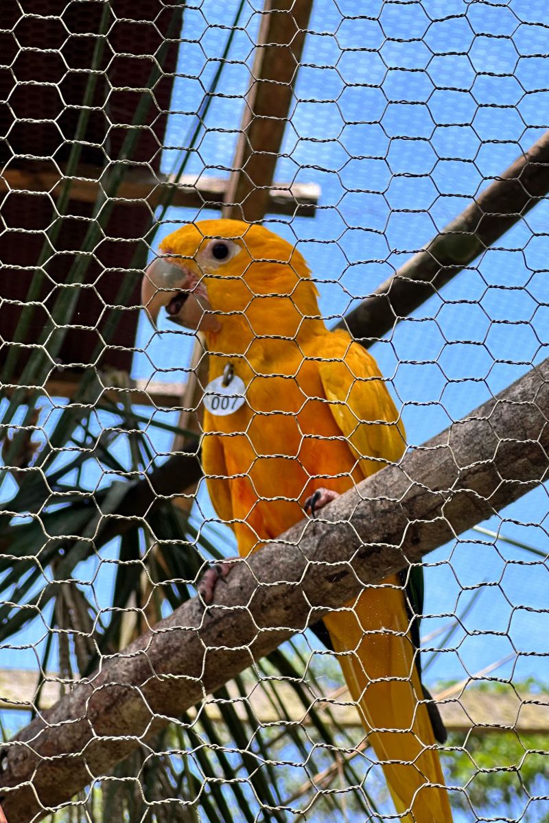  <div class='credito_fotos'>Foto: Vinícius Leal / Ascom Ideflor-Bio &nbsp;&nbsp;|&nbsp;&nbsp; <a href='/midias/2024/originais/20615_bf9b8483-0dad-798b-e02b-eae782e6e069.jpg' download><i class='fa-solid fa-download'></i> Download</a></div>