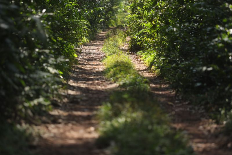  <div class='credito_fotos'>Foto: Marcelo Lelis / Ag. Pará &nbsp;&nbsp;|&nbsp;&nbsp; <a href='/midias/2024/originais/20762_b7df41c7-d2a3-0e29-4a3b-d0d129a9b845.jpg' download><i class='fa-solid fa-download'></i> Download</a></div>