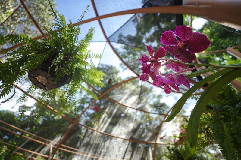  <div class='credito_fotos'>Foto: Marcelo Lelis / Ag. Pará &nbsp;&nbsp;|&nbsp;&nbsp; <a href='/midias/2024/originais/20777_af45fdb1-9adf-6361-bc7a-c3a84e26fb53.jpg' download><i class='fa-solid fa-download'></i> Download</a></div>