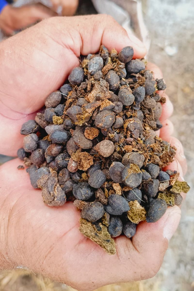 Matéria - Formação de agentes agroflorestais avança na Terra Indígena Alto Rio Guamá com foco em sustentabilidade

Fotos: DGBio/IDEFLOR-Bio/Divulgação


 <div class='credito_fotos'>Foto: ASCOM / IDEFLOR-BIO &nbsp;&nbsp;|&nbsp;&nbsp; <a href='/midias/2024/originais/20801_33e3f8c4-c2c6-641a-c96a-f3eca2a8af54.jpg' download><i class='fa-solid fa-download'></i> Download</a></div>