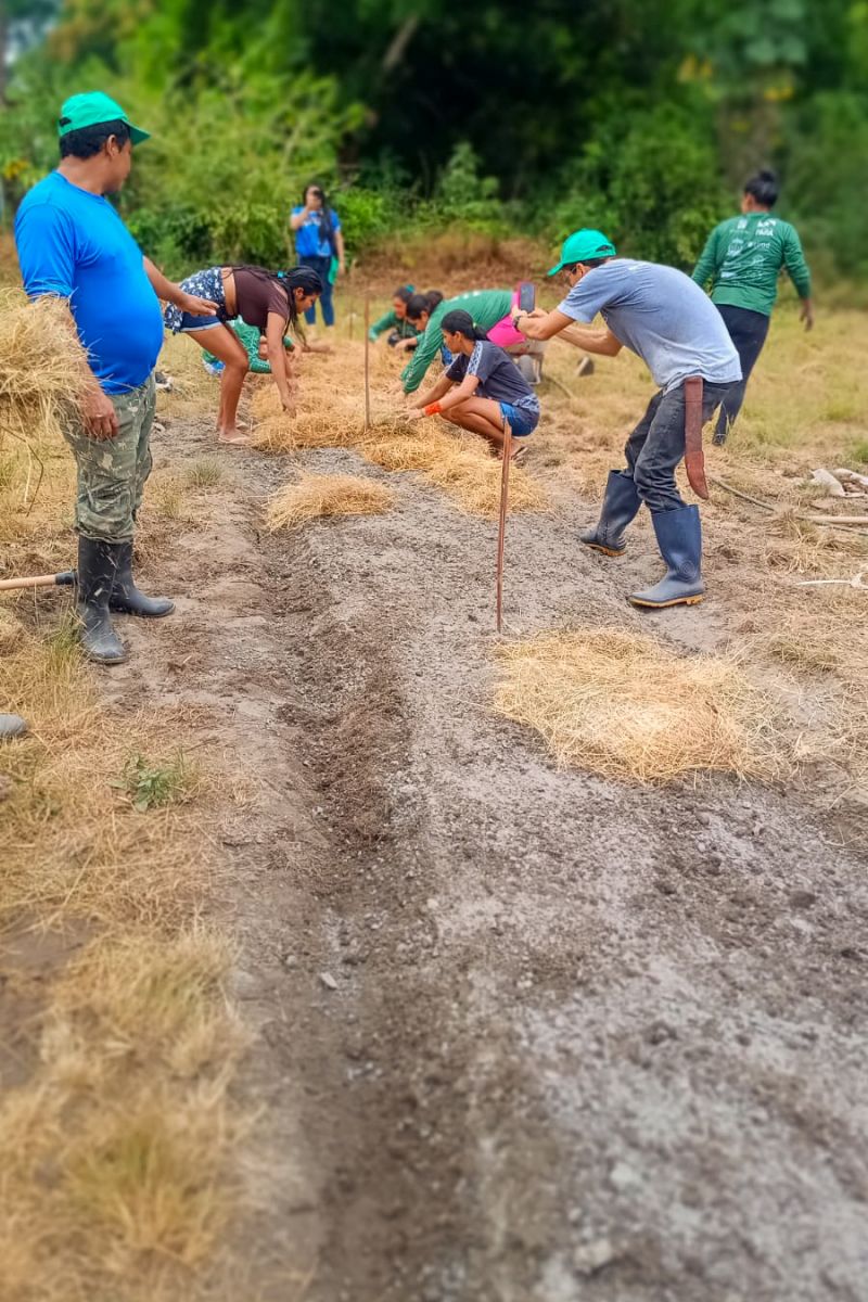 Matéria - Formação de agentes agroflorestais avança na Terra Indígena Alto Rio Guamá com foco em sustentabilidade

Fotos: DGBio/IDEFLOR-Bio/Divulgação


 <div class='credito_fotos'>Foto: ASCOM / IDEFLOR-BIO &nbsp;&nbsp;|&nbsp;&nbsp; <a href='/midias/2024/originais/20801_d4e82c96-f2a7-9575-8119-a685b28905cc.jpg' download><i class='fa-solid fa-download'></i> Download</a></div>