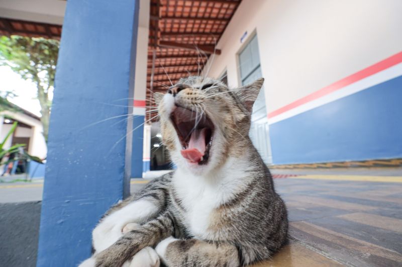  <div class='credito_fotos'>Foto: Pedro Guerreiro / Ag. Pará &nbsp;&nbsp;|&nbsp;&nbsp; <a href='/midias/2024/originais/20813_7f83262e-7134-3668-cf76-1d6a07e836ff.jpg' download><i class='fa-solid fa-download'></i> Download</a></div>