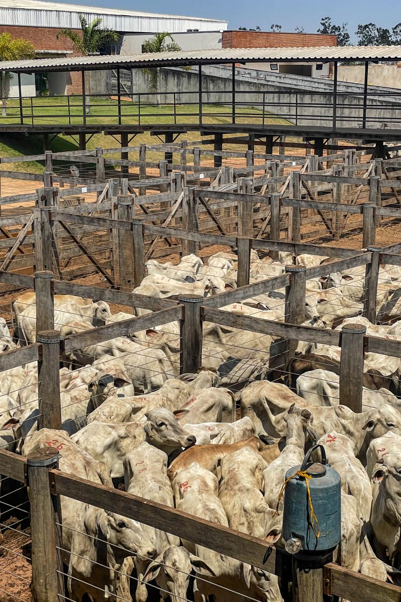  <div class='credito_fotos'>Foto: Bruno Cruz / Ag. Pará &nbsp;&nbsp;|&nbsp;&nbsp; <a href='/midias/2024/originais/20849_1942d080-7e5b-4909-a895-47be1c8c6402.jpg' download><i class='fa-solid fa-download'></i> Download</a></div>