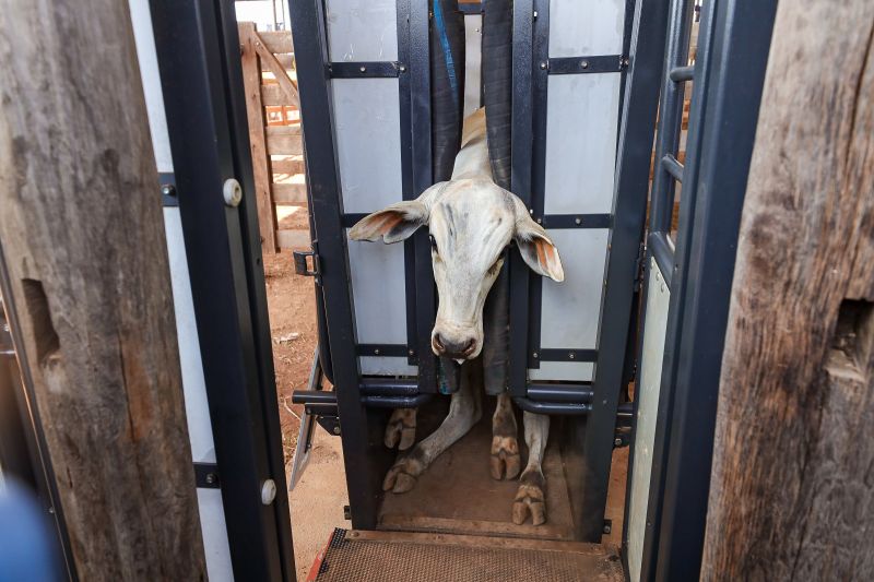  <div class='credito_fotos'>Foto: Bruno Cruz / Ag. Pará &nbsp;&nbsp;|&nbsp;&nbsp; <a href='/midias/2024/originais/20849_3206f158-ef82-1936-53e1-f147bf28ca9f.jpg' download><i class='fa-solid fa-download'></i> Download</a></div>