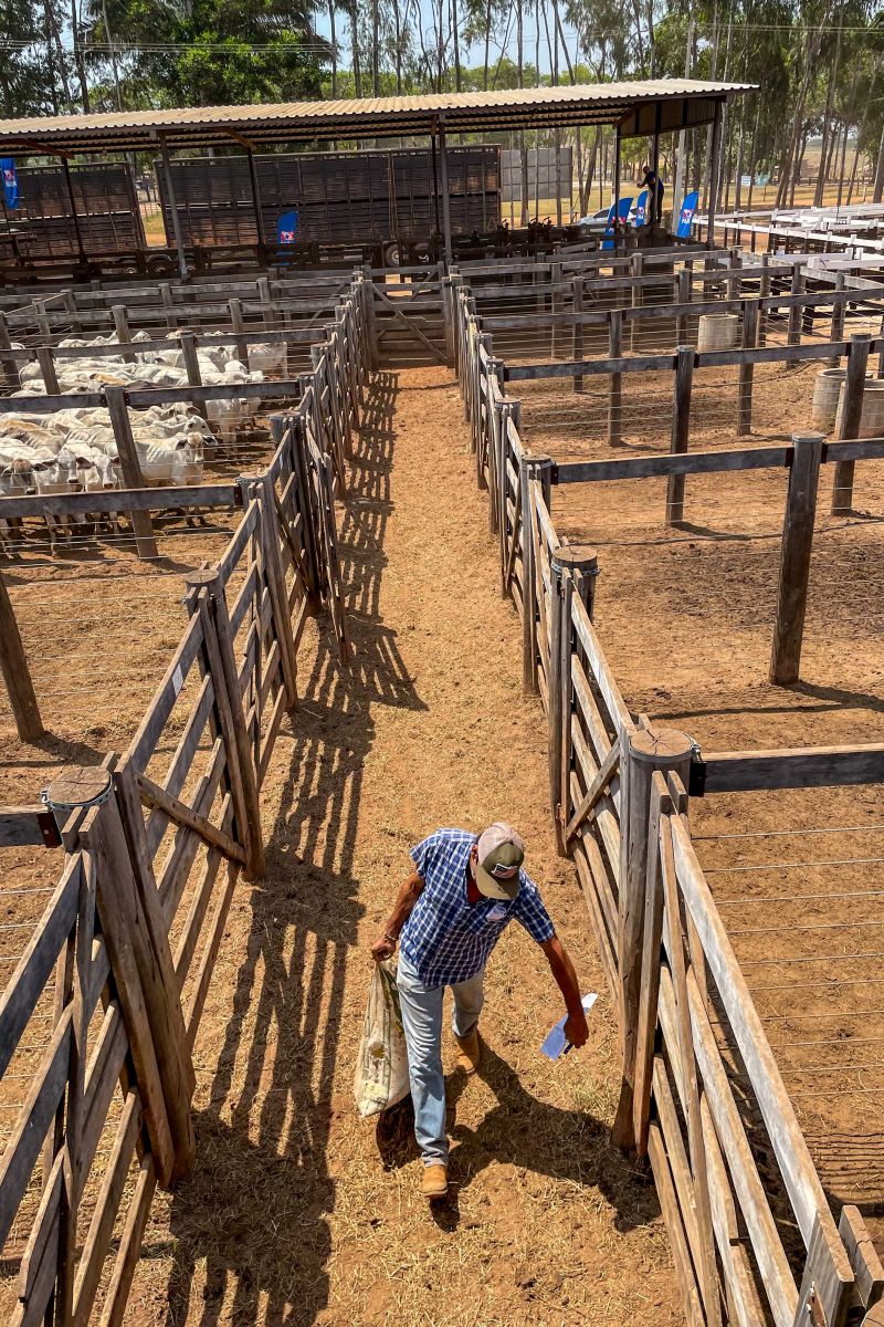  <div class='credito_fotos'>Foto: Bruno Cruz / Ag. Pará &nbsp;&nbsp;|&nbsp;&nbsp; <a href='/midias/2024/originais/20849_3a9fe6fd-7bff-cf4f-2ad0-0984a85494e3.jpg' download><i class='fa-solid fa-download'></i> Download</a></div>