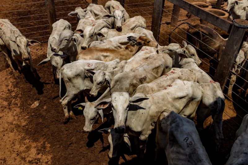  <div class='credito_fotos'>Foto: Bruno Cruz / Ag. Pará &nbsp;&nbsp;|&nbsp;&nbsp; <a href='/midias/2024/originais/20849_3c927565-581e-fd94-702d-be5a6ba7b3df.jpg' download><i class='fa-solid fa-download'></i> Download</a></div>