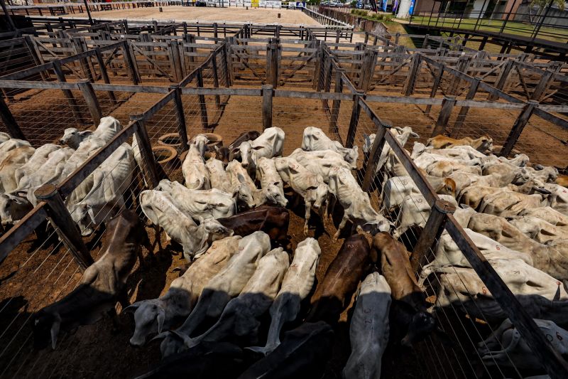  <div class='credito_fotos'>Foto: Bruno Cruz / Ag. Pará &nbsp;&nbsp;|&nbsp;&nbsp; <a href='/midias/2024/originais/20849_3d8b6129-3623-5b0c-c0f0-58c9545b9b65.jpg' download><i class='fa-solid fa-download'></i> Download</a></div>