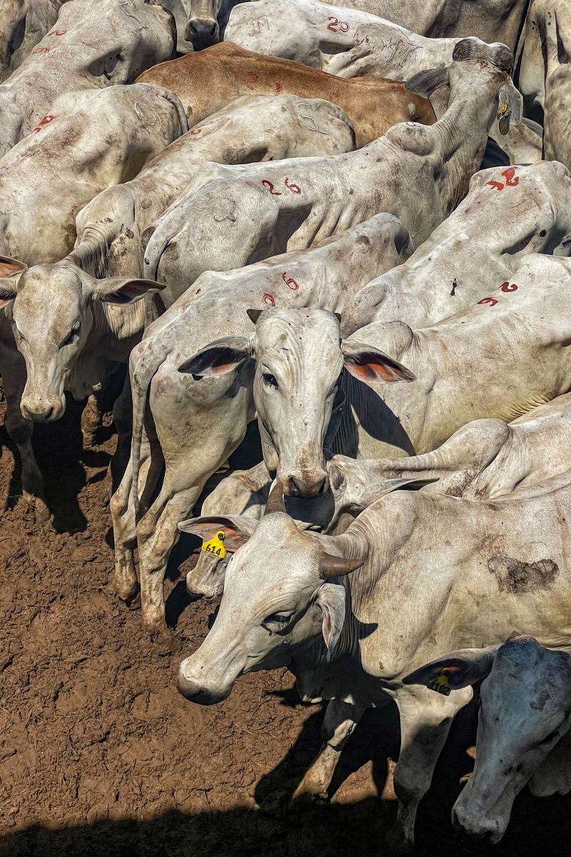  <div class='credito_fotos'>Foto: Bruno Cruz / Ag. Pará &nbsp;&nbsp;|&nbsp;&nbsp; <a href='/midias/2024/originais/20849_4bd2cf1a-f169-6dab-3077-748463d83fb2.jpg' download><i class='fa-solid fa-download'></i> Download</a></div>