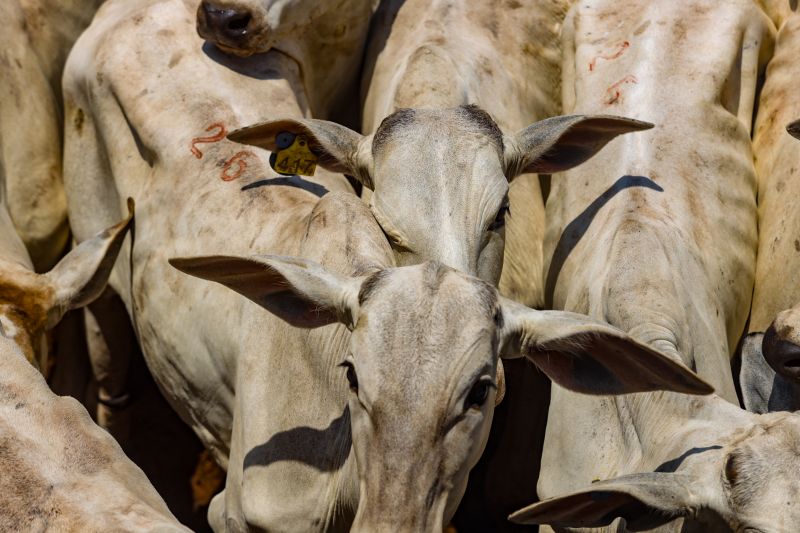  <div class='credito_fotos'>Foto: Bruno Cruz / Ag. Pará &nbsp;&nbsp;|&nbsp;&nbsp; <a href='/midias/2024/originais/20849_6b49e6b8-dff2-a90f-67e8-e6723adabd9e.jpg' download><i class='fa-solid fa-download'></i> Download</a></div>