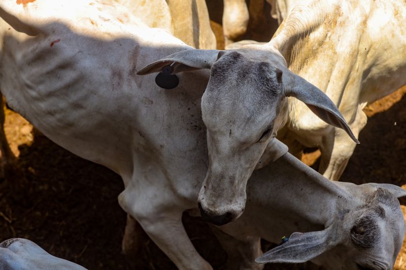  <div class='credito_fotos'>Foto: Bruno Cruz / Ag. Pará &nbsp;&nbsp;|&nbsp;&nbsp; <a href='/midias/2024/originais/20849_6b93d752-5739-f90f-2440-16da7167c0f3.jpg' download><i class='fa-solid fa-download'></i> Download</a></div>