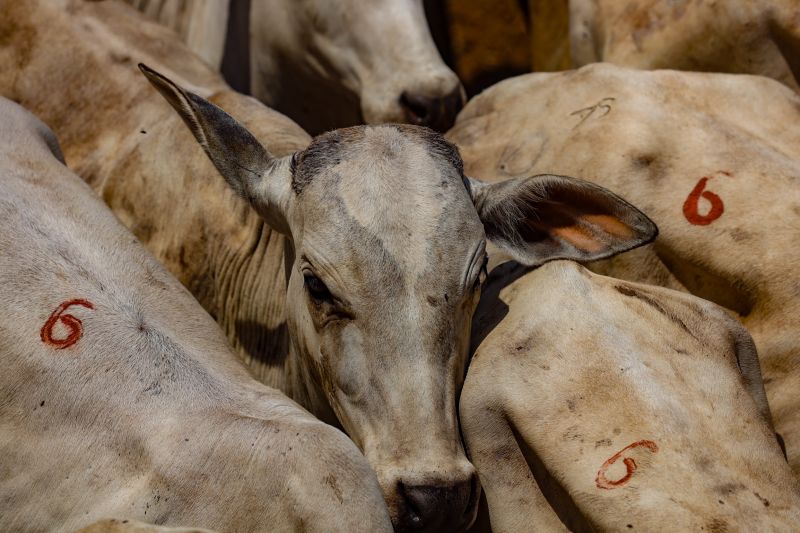  <div class='credito_fotos'>Foto: Bruno Cruz / Ag. Pará &nbsp;&nbsp;|&nbsp;&nbsp; <a href='/midias/2024/originais/20849_739ed215-cbcd-f623-9e03-88efc2a260ab.jpg' download><i class='fa-solid fa-download'></i> Download</a></div>