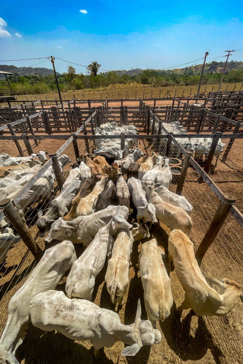  <div class='credito_fotos'>Foto: Bruno Cruz / Ag. Pará &nbsp;&nbsp;|&nbsp;&nbsp; <a href='/midias/2024/originais/20849_77d8b6ee-3c4b-0394-fdd1-92959c8bccbe.jpg' download><i class='fa-solid fa-download'></i> Download</a></div>