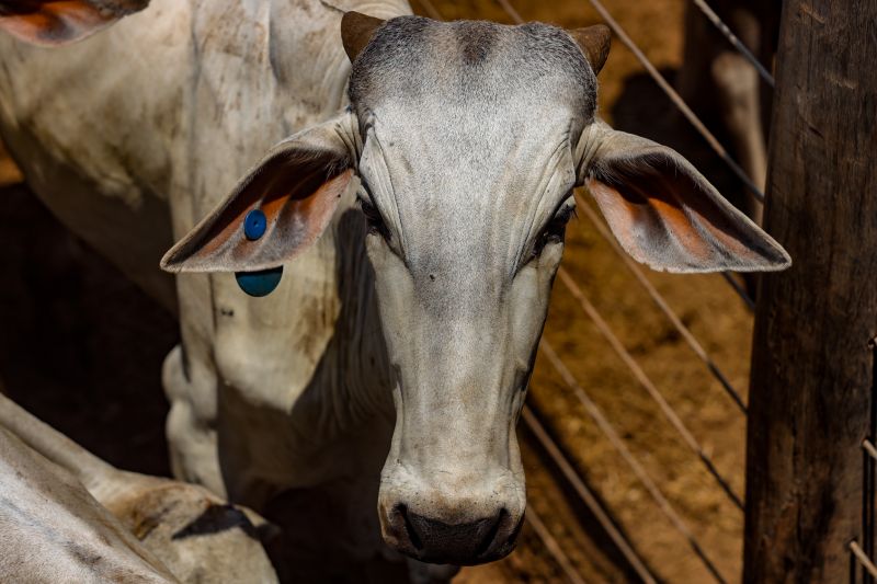  <div class='credito_fotos'>Foto: Bruno Cruz / Ag. Pará &nbsp;&nbsp;|&nbsp;&nbsp; <a href='/midias/2024/originais/20849_7eb4bb57-00aa-bcfd-2545-e0a7acc428b2.jpg' download><i class='fa-solid fa-download'></i> Download</a></div>