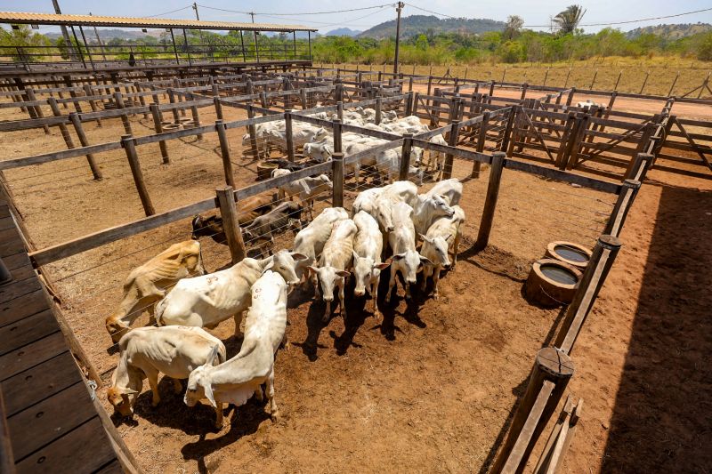  <div class='credito_fotos'>Foto: Bruno Cruz / Ag. Pará &nbsp;&nbsp;|&nbsp;&nbsp; <a href='/midias/2024/originais/20849_8566118d-1660-94a0-a9e5-310cbe2e936e.jpg' download><i class='fa-solid fa-download'></i> Download</a></div>