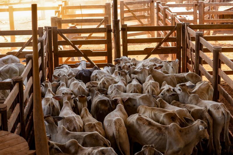  <div class='credito_fotos'>Foto: Bruno Cruz / Ag. Pará &nbsp;&nbsp;|&nbsp;&nbsp; <a href='/midias/2024/originais/20849_9ad47777-398a-979b-3321-c96ec6606a07.jpg' download><i class='fa-solid fa-download'></i> Download</a></div>