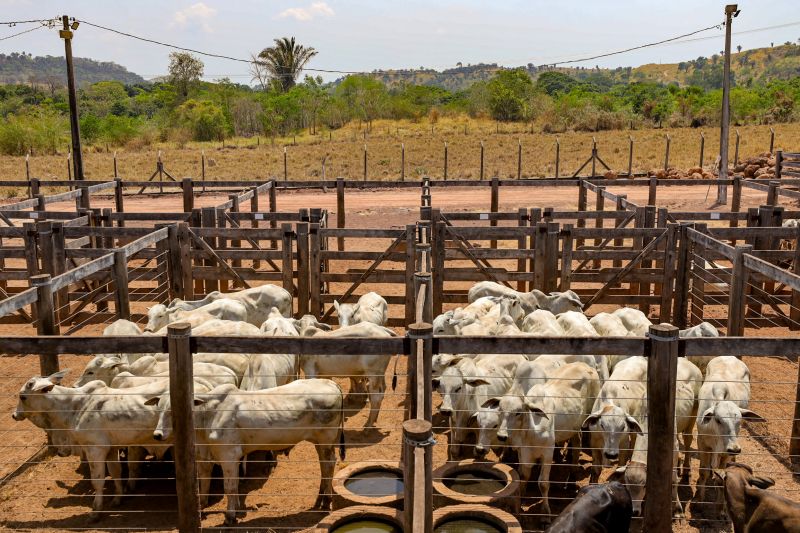  <div class='credito_fotos'>Foto: Bruno Cruz / Ag. Pará &nbsp;&nbsp;|&nbsp;&nbsp; <a href='/midias/2024/originais/20849_b642dfe6-83ce-c94d-a4ee-4f6dbb473f67.jpg' download><i class='fa-solid fa-download'></i> Download</a></div>