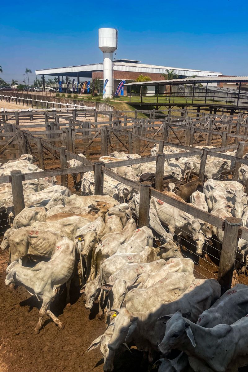  <div class='credito_fotos'>Foto: Bruno Cruz / Ag. Pará &nbsp;&nbsp;|&nbsp;&nbsp; <a href='/midias/2024/originais/20849_d429112c-3b56-8258-de0d-ec785688508a.jpg' download><i class='fa-solid fa-download'></i> Download</a></div>