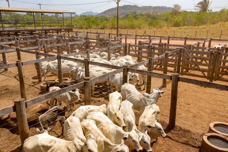  <div class='credito_fotos'>Foto: Bruno Cruz / Ag. Pará &nbsp;&nbsp;|&nbsp;&nbsp; <a href='/midias/2024/originais/20849_db32a694-af70-7505-f758-a7d9cb9516ca.jpg' download><i class='fa-solid fa-download'></i> Download</a></div>