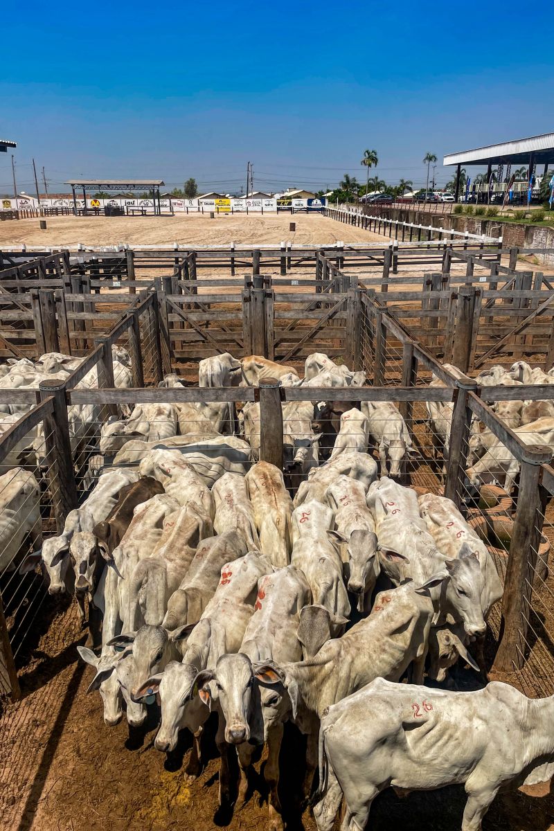  <div class='credito_fotos'>Foto: Bruno Cruz / Ag. Pará &nbsp;&nbsp;|&nbsp;&nbsp; <a href='/midias/2024/originais/20849_eb6ea5cb-5a03-49e1-2066-50e2c3d3b5bc.jpg' download><i class='fa-solid fa-download'></i> Download</a></div>