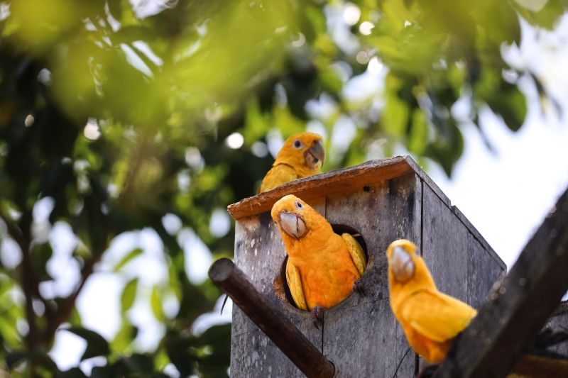  <div class='credito_fotos'>Foto: Bruno Cecim / Ag.Pará &nbsp;&nbsp;|&nbsp;&nbsp; <a href='/midias/2024/originais/20898_0498925f-4766-b41d-7a21-4826f971980f.jpg' download><i class='fa-solid fa-download'></i> Download</a></div>