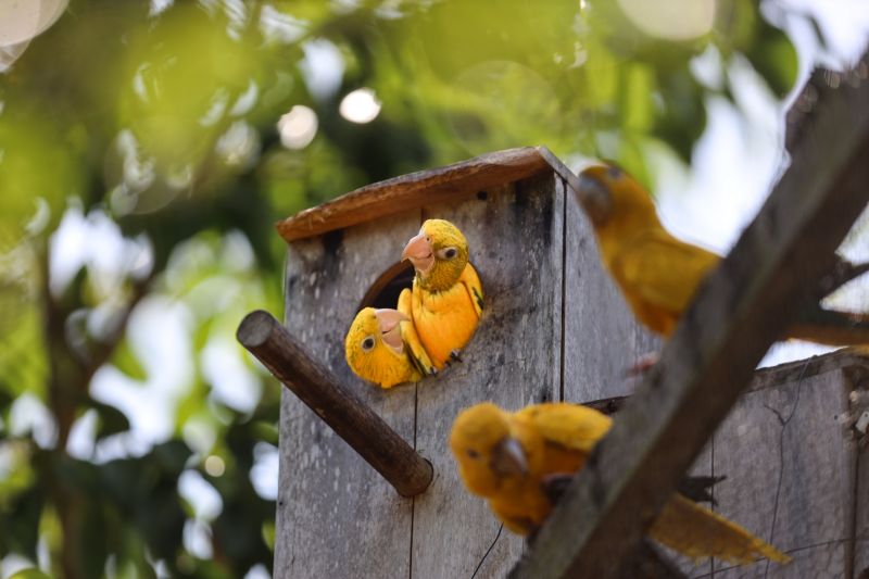  <div class='credito_fotos'>Foto: Bruno Cecim / Ag.Pará &nbsp;&nbsp;|&nbsp;&nbsp; <a href='/midias/2024/originais/20898_2c5f047d-8446-b836-f340-c07c5f765cf1.jpg' download><i class='fa-solid fa-download'></i> Download</a></div>