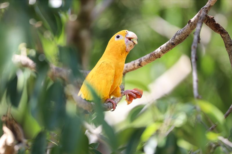  <div class='credito_fotos'>Foto: Bruno Cecim / Ag.Pará &nbsp;&nbsp;|&nbsp;&nbsp; <a href='/midias/2024/originais/20898_42d525e6-22df-f933-3cbb-2787e115007b.jpg' download><i class='fa-solid fa-download'></i> Download</a></div>