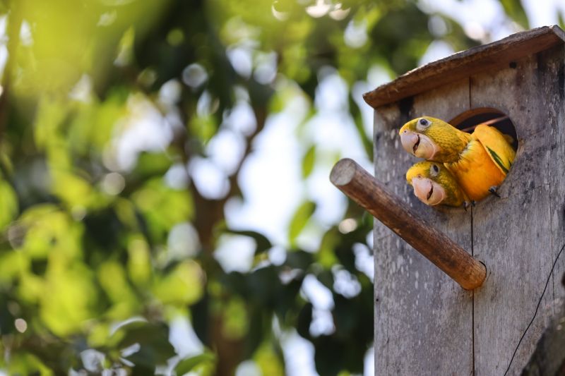  <div class='credito_fotos'>Foto: Bruno Cecim / Ag.Pará &nbsp;&nbsp;|&nbsp;&nbsp; <a href='/midias/2024/originais/20898_824db74c-1a24-308b-bc81-8f4b14be36bd.jpg' download><i class='fa-solid fa-download'></i> Download</a></div>