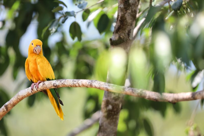  <div class='credito_fotos'>Foto: Bruno Cecim / Ag.Pará &nbsp;&nbsp;|&nbsp;&nbsp; <a href='/midias/2024/originais/20898_b054aa97-4080-0159-754a-46a4de5ac95e.jpg' download><i class='fa-solid fa-download'></i> Download</a></div>