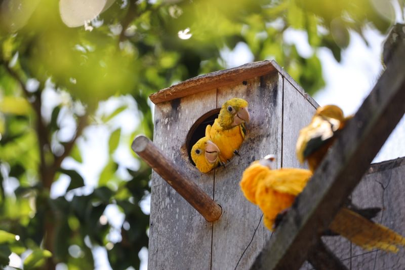  <div class='credito_fotos'>Foto: Bruno Cecim / Ag.Pará &nbsp;&nbsp;|&nbsp;&nbsp; <a href='/midias/2024/originais/20898_c088400d-ef1b-de17-8e27-8e315dc23967.jpg' download><i class='fa-solid fa-download'></i> Download</a></div>