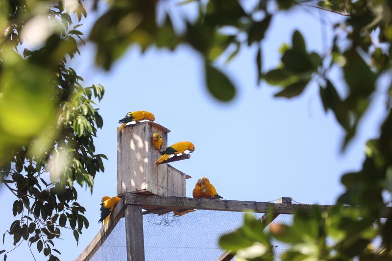  <div class='credito_fotos'>Foto: Bruno Cecim / Ag.Pará &nbsp;&nbsp;|&nbsp;&nbsp; <a href='/midias/2024/originais/20898_f330498e-b82e-791e-14ee-b53b8cdd19a3.jpg' download><i class='fa-solid fa-download'></i> Download</a></div>