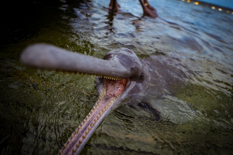  <div class='credito_fotos'>Foto: Bruno Cruz / Ag. Pará &nbsp;&nbsp;|&nbsp;&nbsp; <a href='/midias/2024/originais/20917_4796bb92-834a-97c3-89e6-4b43f45e0657.jpg' download><i class='fa-solid fa-download'></i> Download</a></div>