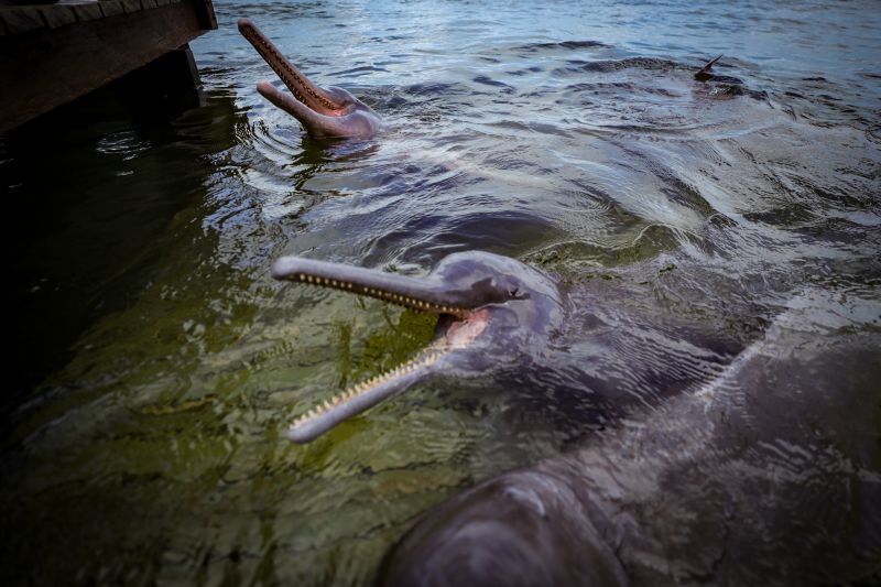  <div class='credito_fotos'>Foto: Bruno Cruz / Ag. Pará &nbsp;&nbsp;|&nbsp;&nbsp; <a href='/midias/2024/originais/20917_5cacf018-49c2-48a8-02ba-43f9792a2665.jpg' download><i class='fa-solid fa-download'></i> Download</a></div>