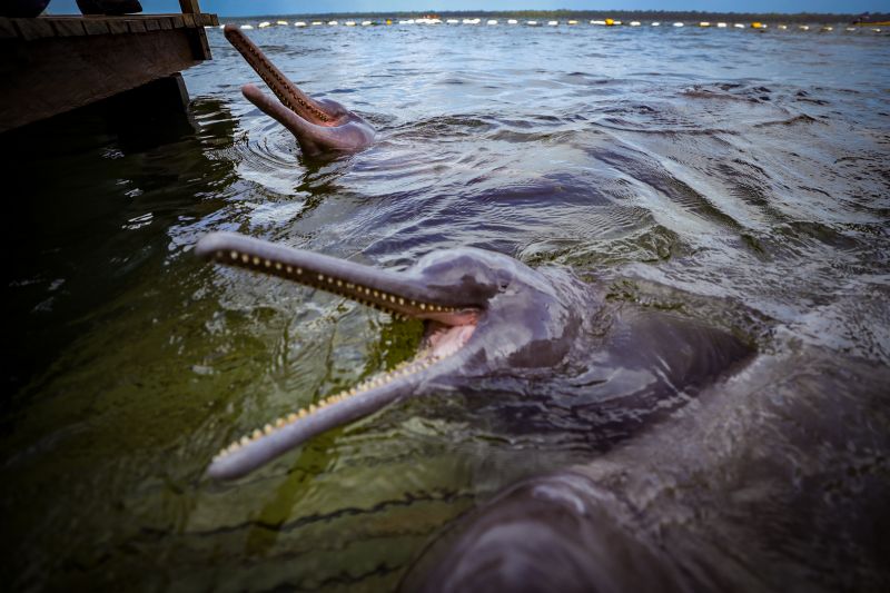  <div class='credito_fotos'>Foto: Bruno Cruz / Ag. Pará &nbsp;&nbsp;|&nbsp;&nbsp; <a href='/midias/2024/originais/20917_66402528-a3f7-e1f1-8ff6-a3c2bbedbda3.jpg' download><i class='fa-solid fa-download'></i> Download</a></div>